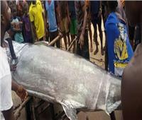 نيجيري يأكل سمكة قيمتها مليوني دولار.. فيديو