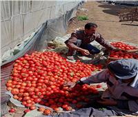 «الزراعة» تنتج طماطم من تقاوي محلية وإنتاجية الفدان تصل إلى 60 طنا..صور