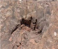 الصين تعلن اكتشاف حفريات أشجار عمرها 300 مليون سنة