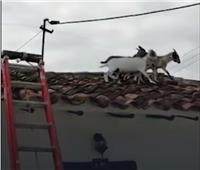 شاهد| الدفاع المدني يجبر مجموعة من الماعز على النزول من سطح منزل