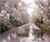 صور| أشجار عمرها قرون تمنح اليابان رائحة الجنة