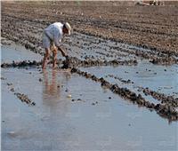 في اليوم العالمي للمياه: حكم نهائي يؤيد تحديد مناطق «الغمر» لزراعة الأرز