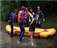 إنقاذ 20 كلبا من الموت بفيضانات سيدني | صور