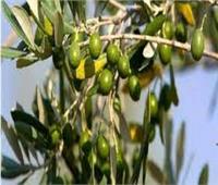 «بحوث البساتين» يصدر توصيات لمزارعي الزيتون في ظل التغيرات المناخية