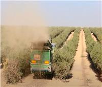 فيديو| التوسع في زراعة الجوجوبا.. كنز الصحراء الغربية