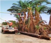 إصلاح عطل مفاجئ بخط كهرباء بسبب سقوط شجرة بالمنيا