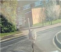 الشرطة البريطانية تحذر من انتشار طيور عملاقة بالشوارع
