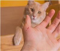دراسة حديثة: بكتيريا خدش القطط سبب في الإصابة بانفصام الشخصية   
