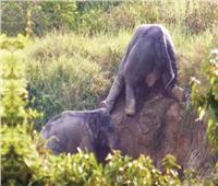 فى تايلاند ..الفيل خرج من «الحفرة»