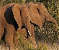 فيلة الغابات الإفريقية مهددة بالانقراض