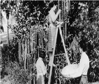 «أشجار تثمر معكرونة سباجيتي».. قصة أطرف كذبة أبريل في التاريخ