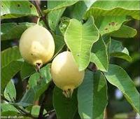 الزراعة تصدر توصيات التعامل مع محصول الجوافة خلال شهر أبريل