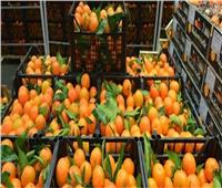 الزراعة تعلن دخول أول شحنة برتقال مصري إلى الأسواق اليابانية