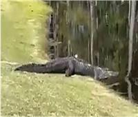 تمساح ضخم يقتحم ملعب جولف في أمريكا 
