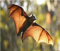 مخاوف من انتشار فيروس قاتل جديد بسبب «خفافيش استراليا»