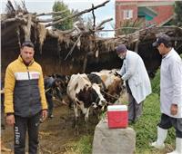 محافظ الدقهلية يتابع  أعمال حملة تحصين الماشية 