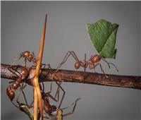 «دراسة»: النمل يشبه البشر عند التعرض لعزلة اجتماعية