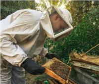 العسل المصري| البكتيريا ومبيدات «بير السلم» تضرب خلايا المناحل
