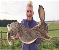 سرقة أكبر أرنب في العالم.. ومكافأة 1000 جنيه استرليني لمن يجده