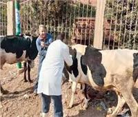 تحصين 57 ألف رأس ماشية ضد «الجلد العقدي» ببني سويف