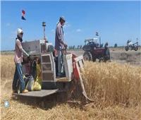 محافظ بورسعيد يشهد موسم حصاد القمح بأحد الحقول الزراعية