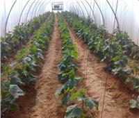 «الزراعة»: فحص 469 رسالة تقاوي وبذور محاصيل مختلفة خلال شهر