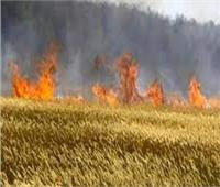 السيطرة على حريق  نشب فى زراعات قمح بأبو حمص بالبحيرة