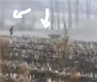 «نمر ضخم» يكسر زجاج سيارة و يهجم علي مزارع في الحقل.. فيديو