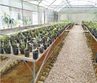 «زراعة الزقازيق»: نمتلك 3 مزارع للإنتاج النباتي بمساحة 71 فدانا
