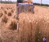«مصر بتبني» .. كيف يتم تقليل الفاقد من زراعة القمح | فيديو