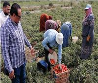 ارتفاع إنتاجية محاصيل الطماطم والبطيخ المزروعين بنظام الري الحديث بدمياط
