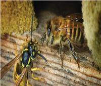 باحثون يتوصلون إلى طريقة لكشف الإصابة بكورونا خلال ثوان باستخدام «النحل»