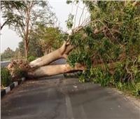 لشدة الرياح.. سقوط شجرة ضخمة يتسبب في قطع طريق المراسي بـ«الأقصر»   