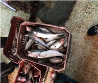 ضبط 40 كجم أسماك مملحه وتحرير 98 مخالفة خلال حملات رقابية بالمنيا
