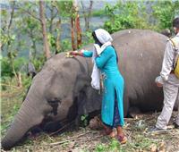 نفوق 18 فيلًا بسبب البرق في الهند ..صور   