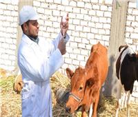 الزراعة: تحصين أكثر من 2 مليون رأس ماشية ضد الجلد العقدي والجدري