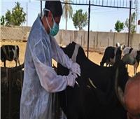 «الزراعة»: تحصين أكثر من 2 مليون رأس ماشية ضد مرض الجلد العقدي وجدري الأغنام