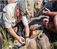 روساتوم: استخدام العلوم النووية لحماية وحيد القرن الأفريقي من الإنقراض| صور