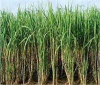9 نصائح لمزارعي محصول قصب السكر يجب مراعاتها خلال شهر مايو 