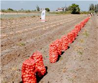 وكيل «زراعة البحيرة» يشهد يوم حصاد البطاطس بمركز أبو المطامير | صور 