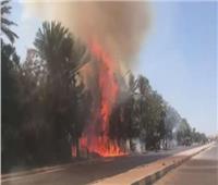 السيطرة على حريق محدود فى الغابه الشجرية أمام مطار الغردقة