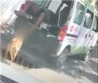كلاب تتغذى على جثة مريض مات بـ«كورونا» في الهند| فيديو
