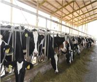خلال 5 شهور..«الزراعة» تصدر 9650 ترخيص تشغيل لأنشطة الثروة الحيوانية