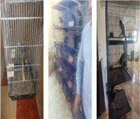 القبض على شخص روج لبيع حيوانات وطيور نادرة عبر «فيس بوك» 
