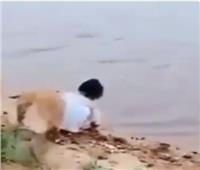 كلب مخلص ينقذ طفلة من الغرق |فيديو   