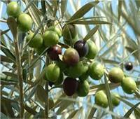 روشتة نصائح من «الزراعة» للتعامل مع محصول الزيتون خلال شهر يونيو  