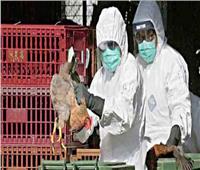 أستاذ فيروسات: إنفلونزا الطيور غير موجود في مصر.. ولا ينتقل للإنسان |فيديو