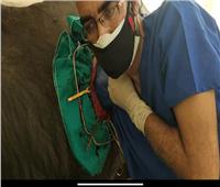 «إنقاذ جاموسة».. فريق طبي في مهمة بيطرية | صور