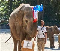 يورو2020| «الفيل باشودا» يتوقع فوز فرنسا على ألمانيا