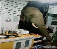  «فيل» ضخم يقتحم مطبخ للبحث عن الطعام| صور 